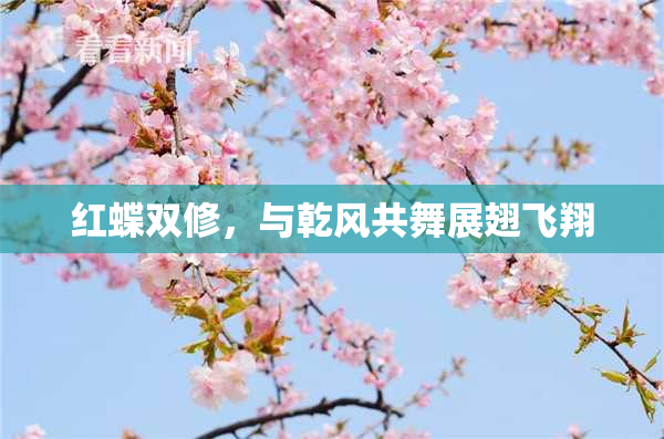 红蝶双修，与乾风共舞展翅飞翔
