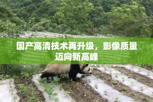 国产高清技术再升级，影像质量迈向新高峰