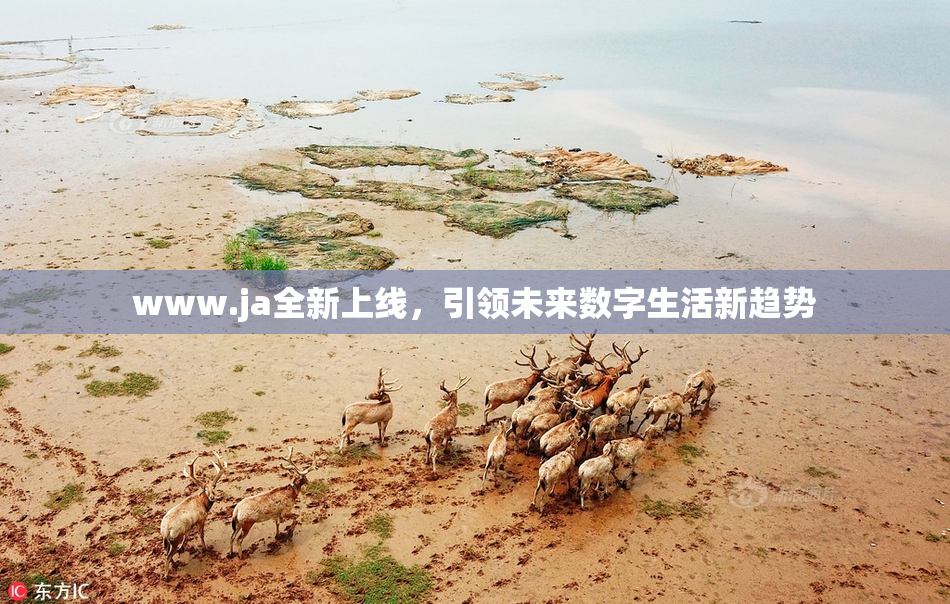 www.ja全新上线，引领未来数字生活新趋势