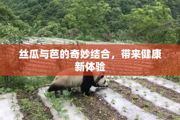 丝瓜与芭的奇妙结合，带来健康新体验