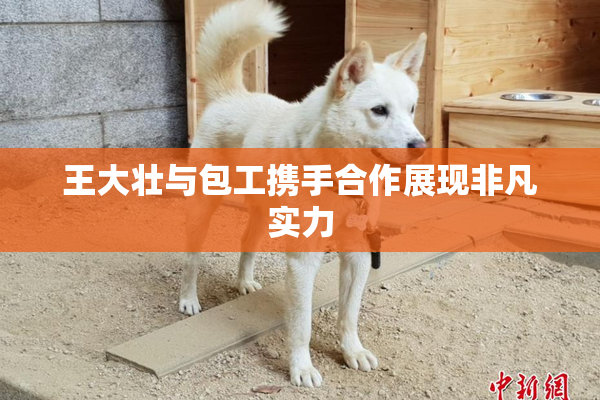 王大壮与包工携手合作展现非凡实力