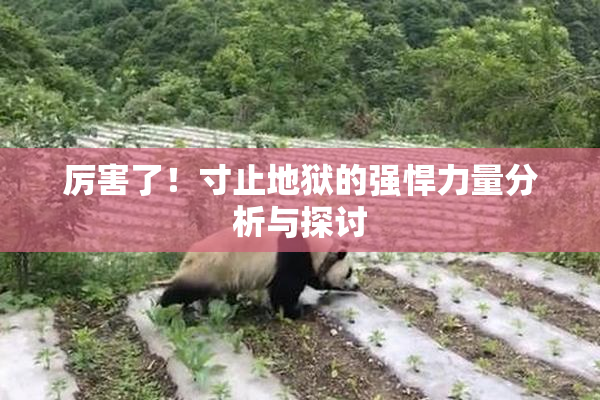 厉害了！寸止地狱的强悍力量分析与探讨