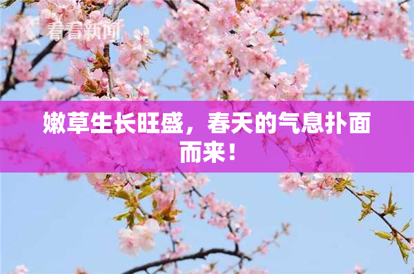 嫩草生长旺盛，春天的气息扑面而来！