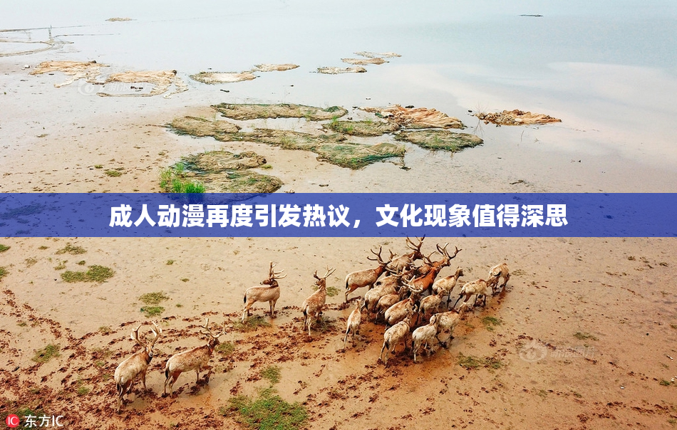 成人动漫再度引发热议，文化现象值得深思