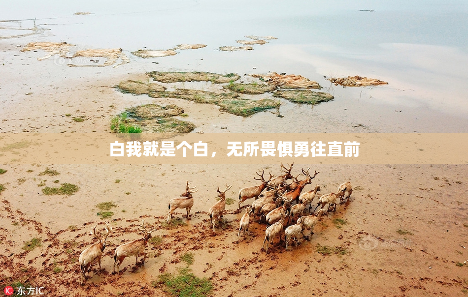 白我就是个白，无所畏惧勇往直前