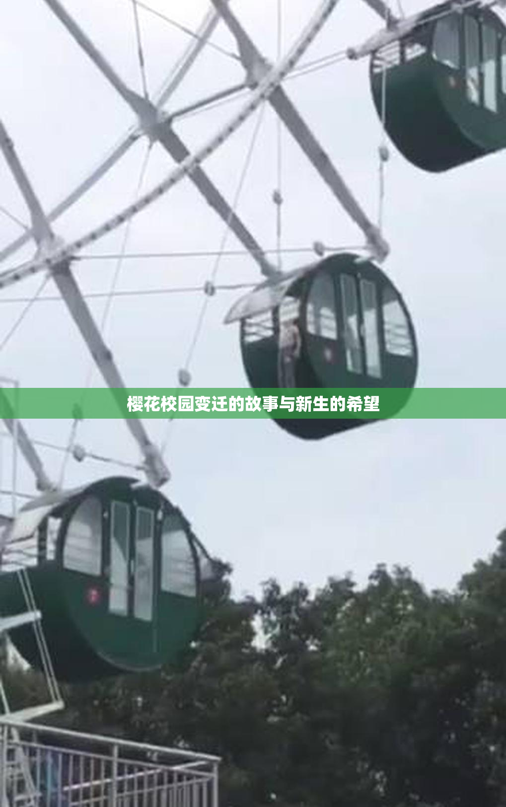 樱花校园变迁的故事与新生的希望