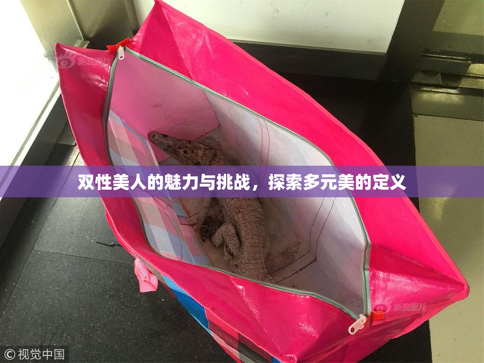 双性美人的魅力与挑战，探索多元美的定义