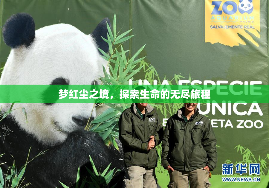 梦红尘之境，探索生命的无尽旅程