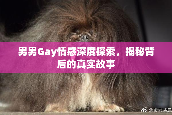 男男Gay情感深度探索，揭秘背后的真实故事