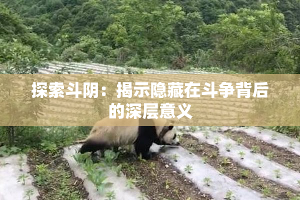 探索斗阴：揭示隐藏在斗争背后的深层意义