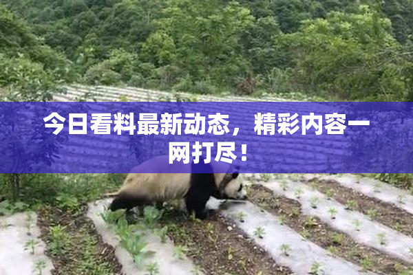 今日看料最新动态，精彩内容一网打尽！