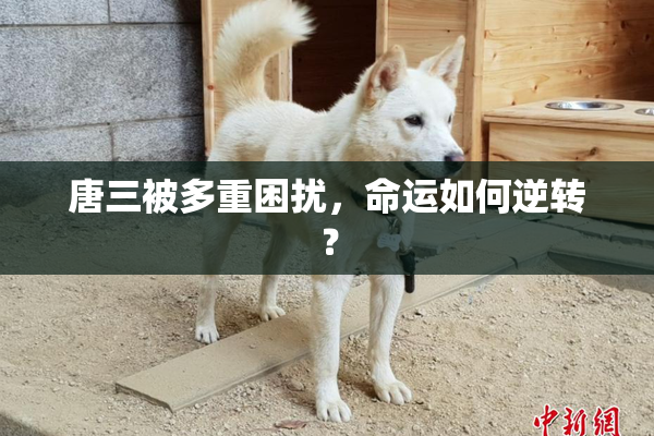 唐三被多重困扰，命运如何逆转？