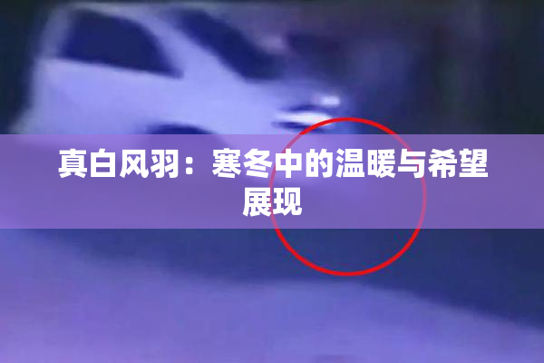 真白风羽：寒冬中的温暖与希望展现