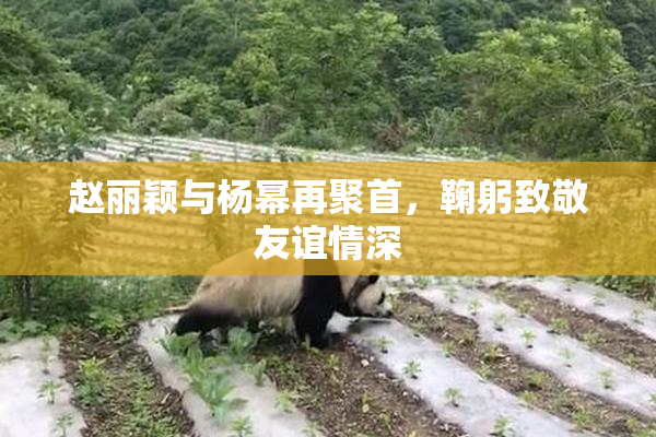 赵丽颖与杨幂再聚首，鞠躬致敬友谊情深