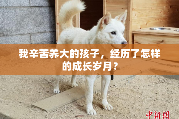 我辛苦养大的孩子，经历了怎样的成长岁月？