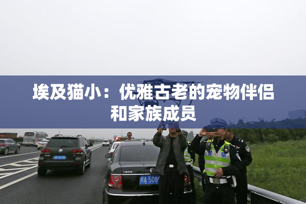 埃及猫小：优雅古老的宠物伴侣和家族成员