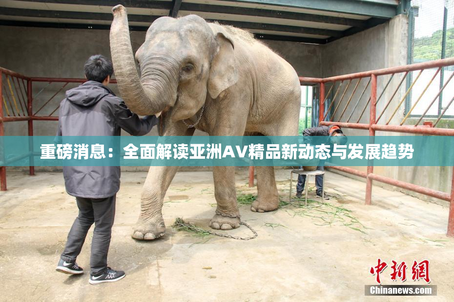 重磅消息：全面解读亚洲AV精品新动态与发展趋势