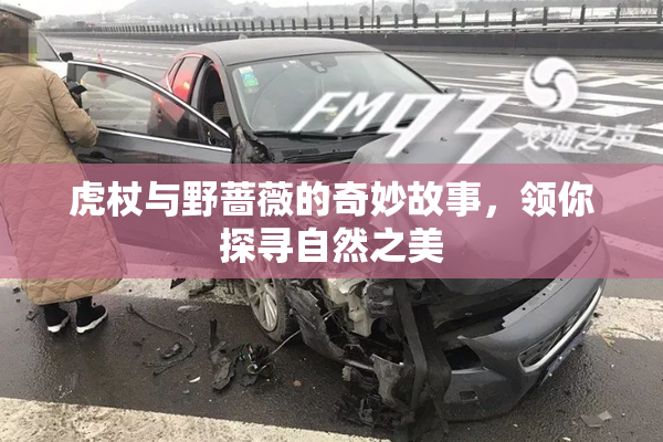 虎杖与野蔷薇的奇妙故事，领你探寻自然之美