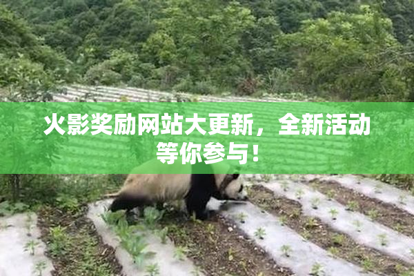 火影奖励网站大更新，全新活动等你参与！