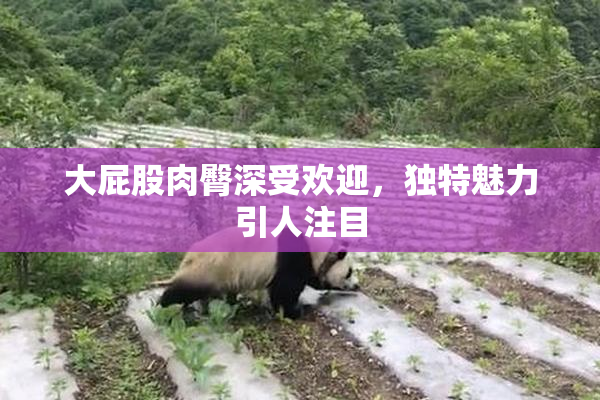 大屁股肉臀深受欢迎，独特魅力引人注目