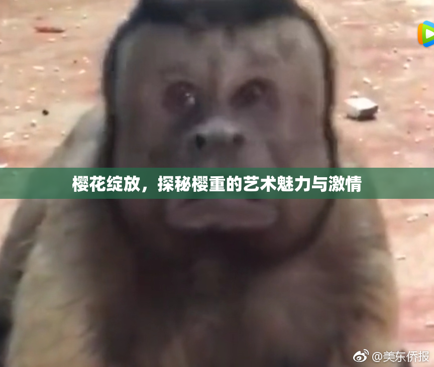 樱花绽放，探秘樱重的艺术魅力与激情
