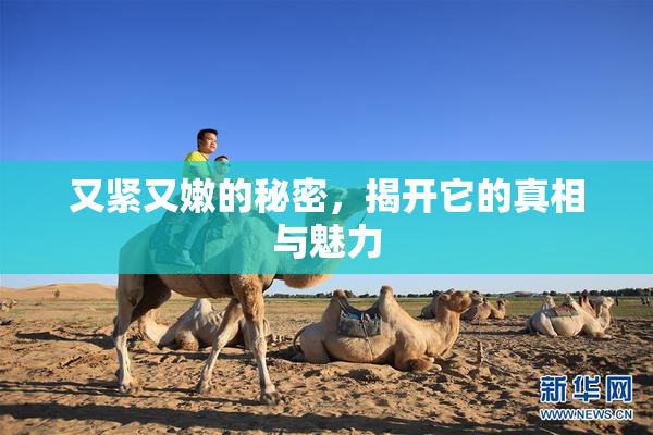 又紧又嫩的秘密，揭开它的真相与魅力