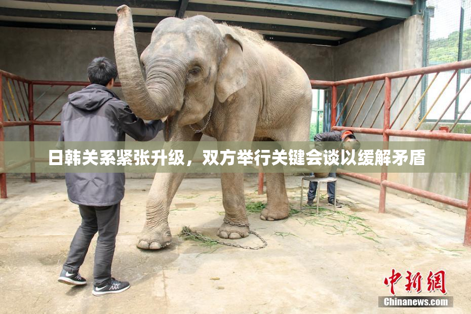 日韩关系紧张升级，双方举行关键会谈以缓解矛盾