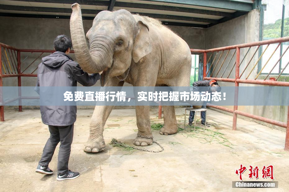 免费直播行情，实时把握市场动态！