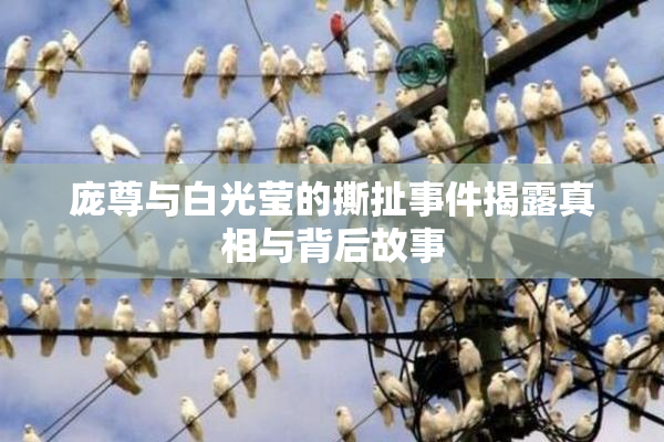庞尊与白光莹的撕扯事件揭露真相与背后故事