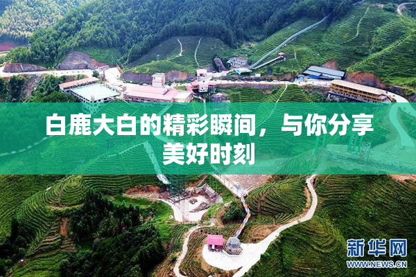 白鹿大白的精彩瞬间，与你分享美好时刻