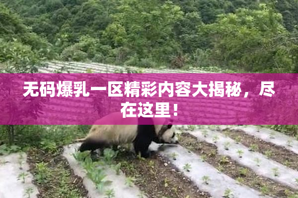 无码爆乳一区精彩内容大揭秘，尽在这里！