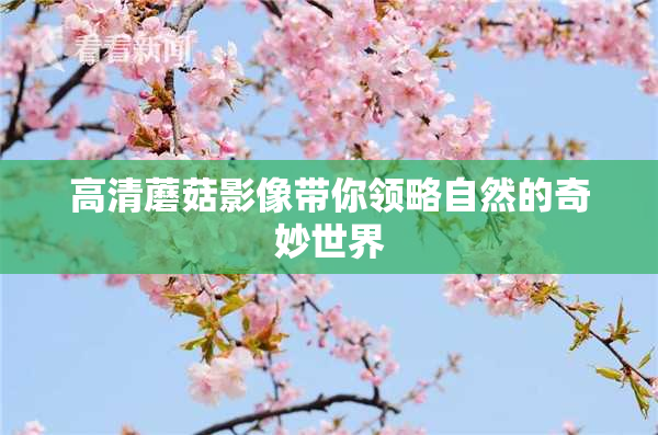 高清蘑菇影像带你领略自然的奇妙世界