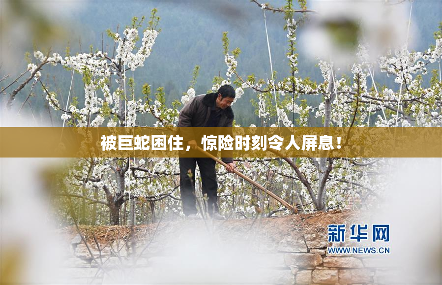 被巨蛇困住，惊险时刻令人屏息！