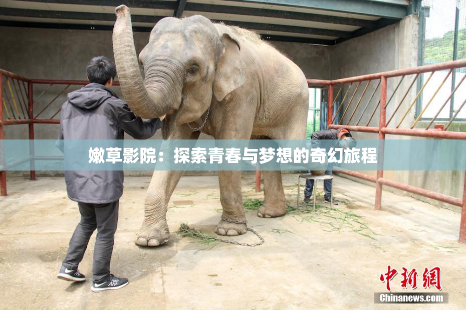 嫩草影院：探索青春与梦想的奇幻旅程