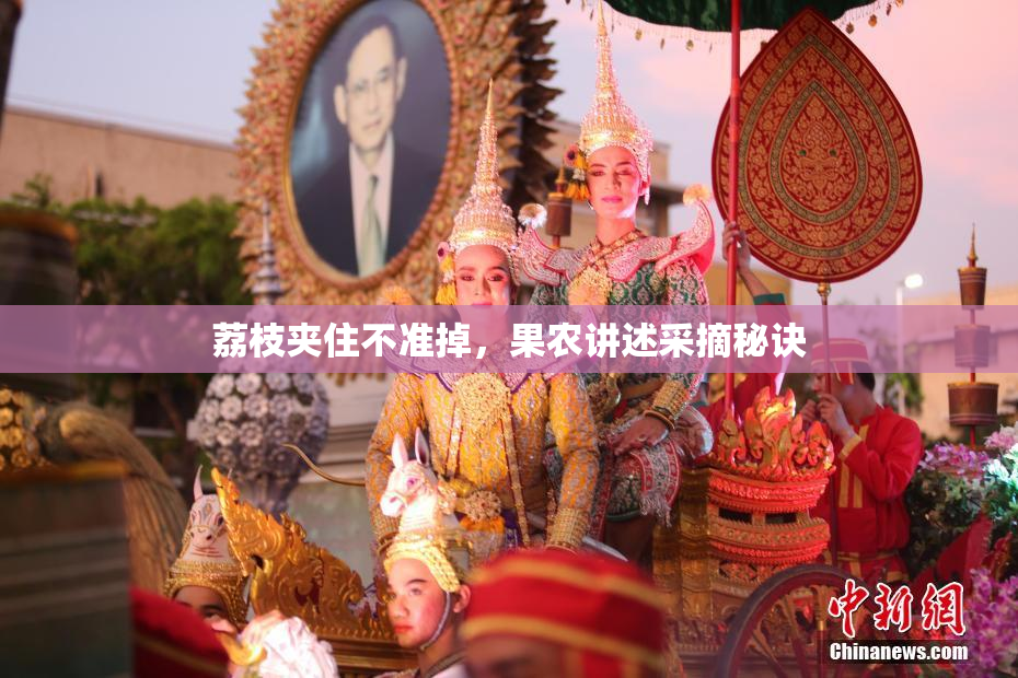 荔枝夹住不准掉，果农讲述采摘秘诀