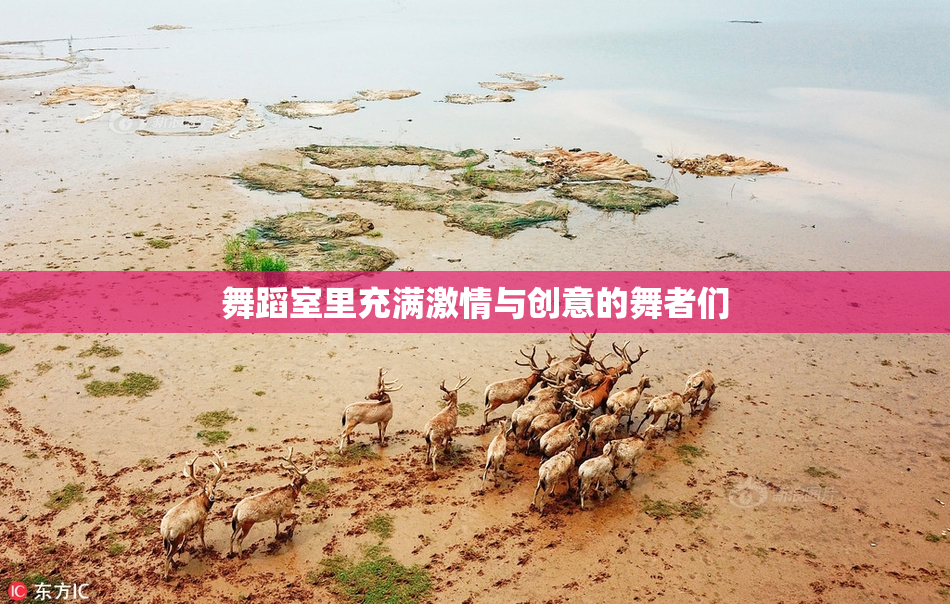 舞蹈室里充满激情与创意的舞者们