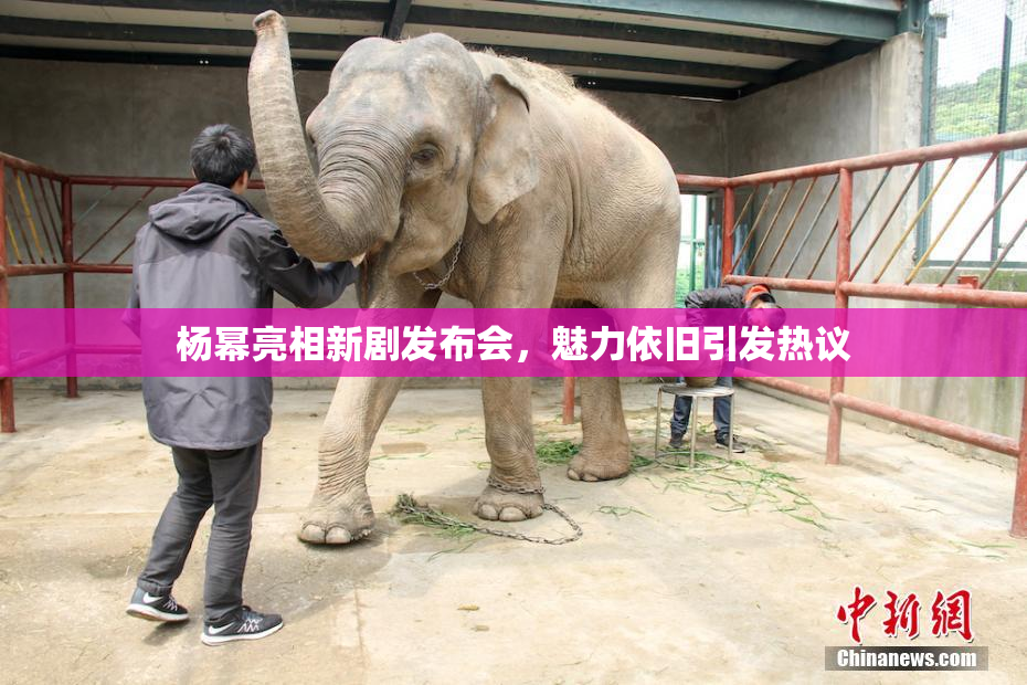杨幂亮相新剧发布会，魅力依旧引发热议