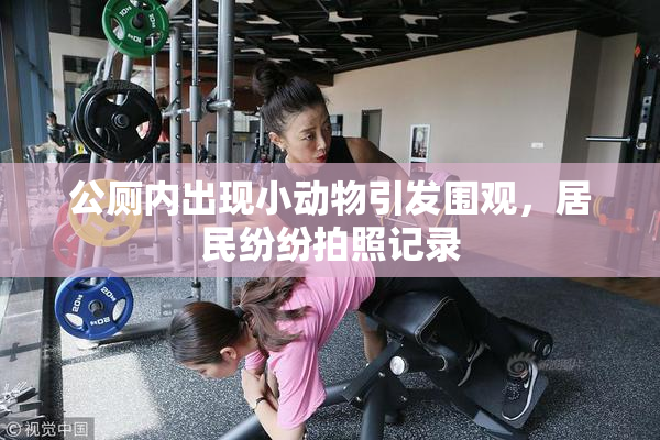 公厕内出现小动物引发围观，居民纷纷拍照记录