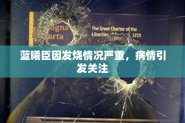 蓝曦臣因发烧情况严重，病情引发关注