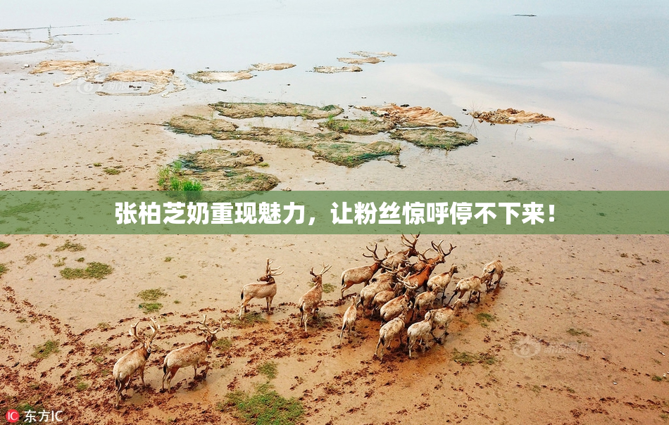 张柏芝奶重现魅力，让粉丝惊呼停不下来！