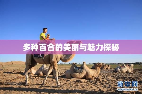多种百合的美丽与魅力探秘