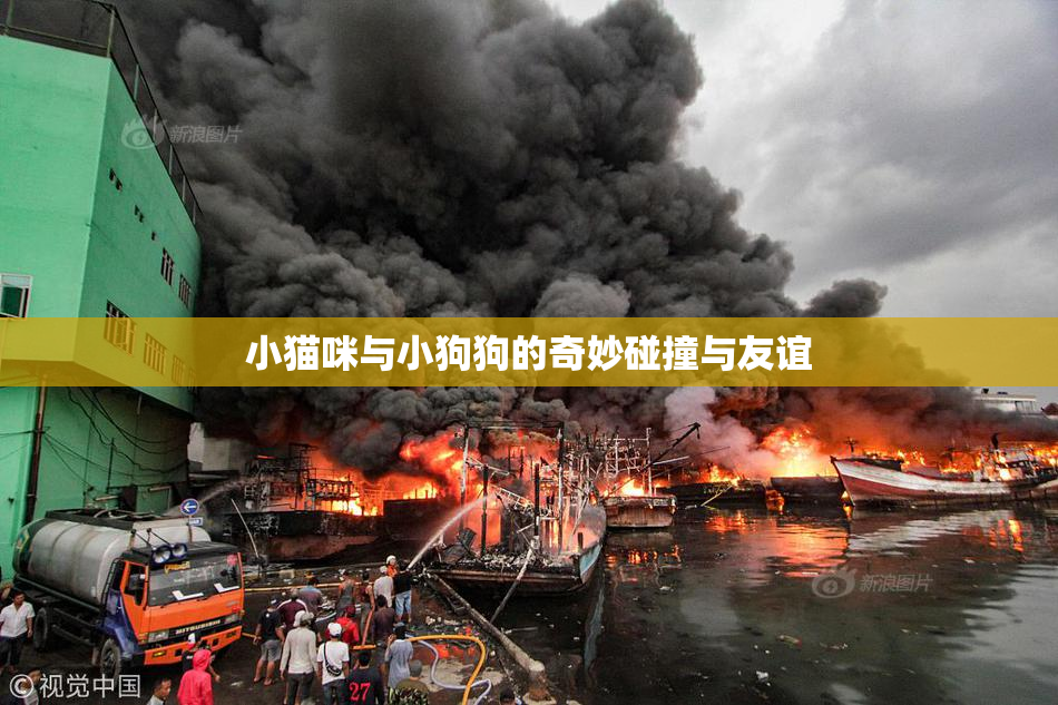 小猫咪与小狗狗的奇妙碰撞与友谊