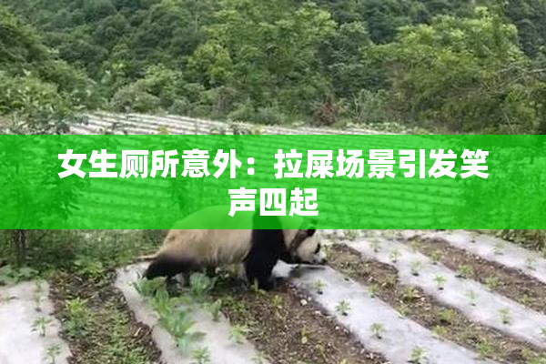女生厕所意外：拉屎场景引发笑声四起