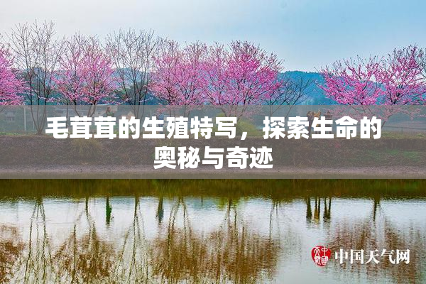 毛茸茸的生殖特写，探索生命的奥秘与奇迹