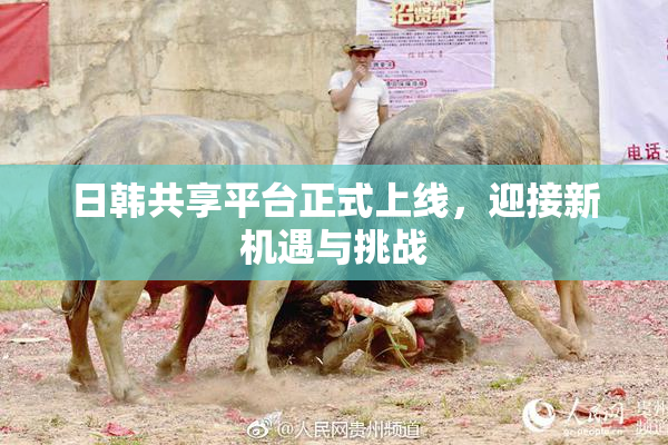 日韩共享平台正式上线，迎接新机遇与挑战