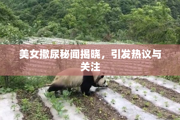美女撒尿秘闻揭晓，引发热议与关注