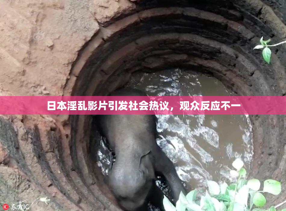 日本淫乱影片引发社会热议，观众反应不一