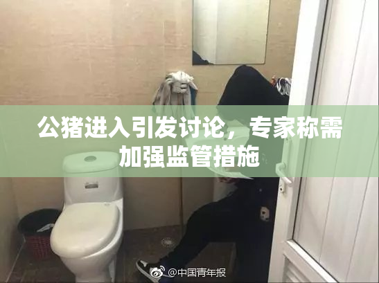 公猪进入引发讨论，专家称需加强监管措施
