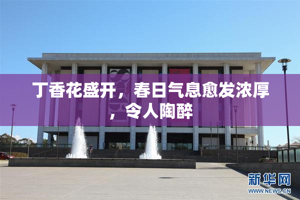 丁香花盛开，春日气息愈发浓厚，令人陶醉