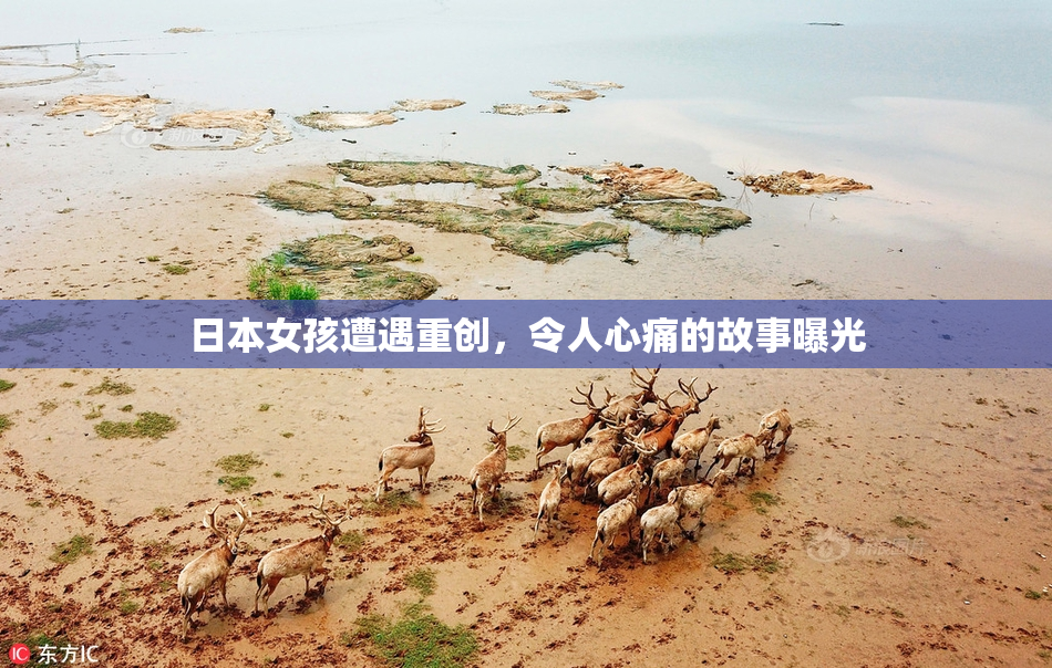 日本女孩遭遇重创，令人心痛的故事曝光